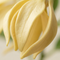 Ylang-ylang