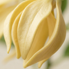 Ylang-ylang