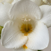 Freesia