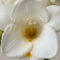 Freesia